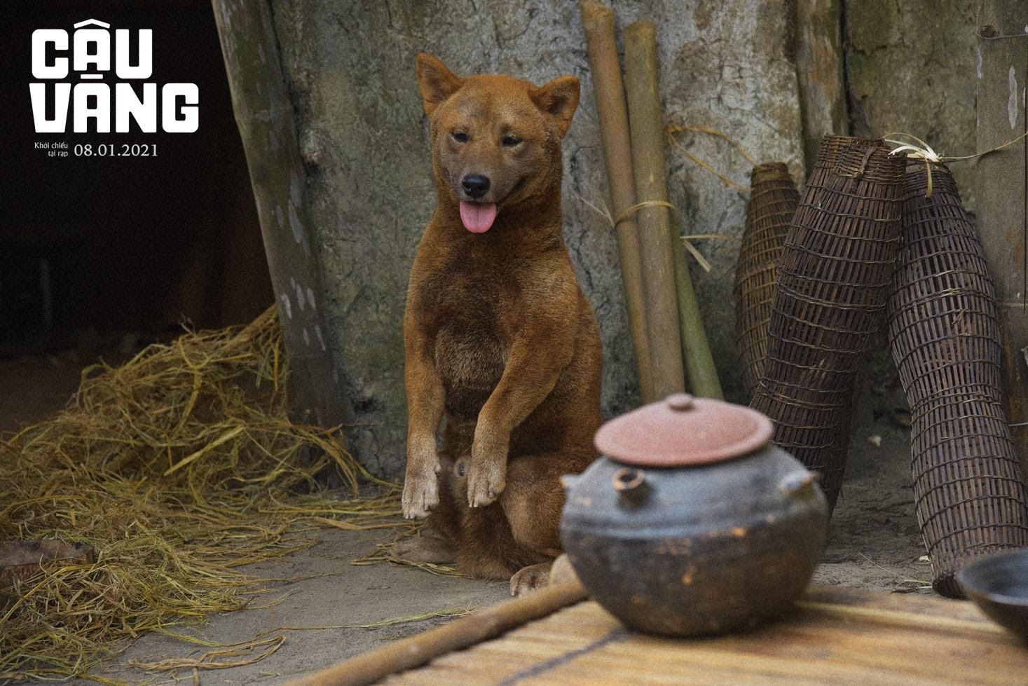 Chú chó đảm nhận vai chính đầu tiên trên phim điện ảnh Việt Nam trong Cậu Vàng  